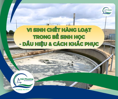 Vi Sinh Chết Hàng Loạt Trong Bể Sinh Học: Dấu Hiệu & Cách Khắc Phục